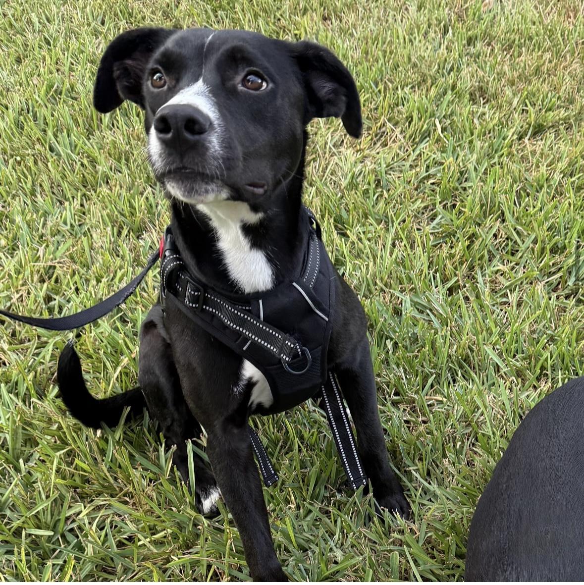 Enlarge Bell, a Adoptable mixed breed in tampa, FL image 5/6