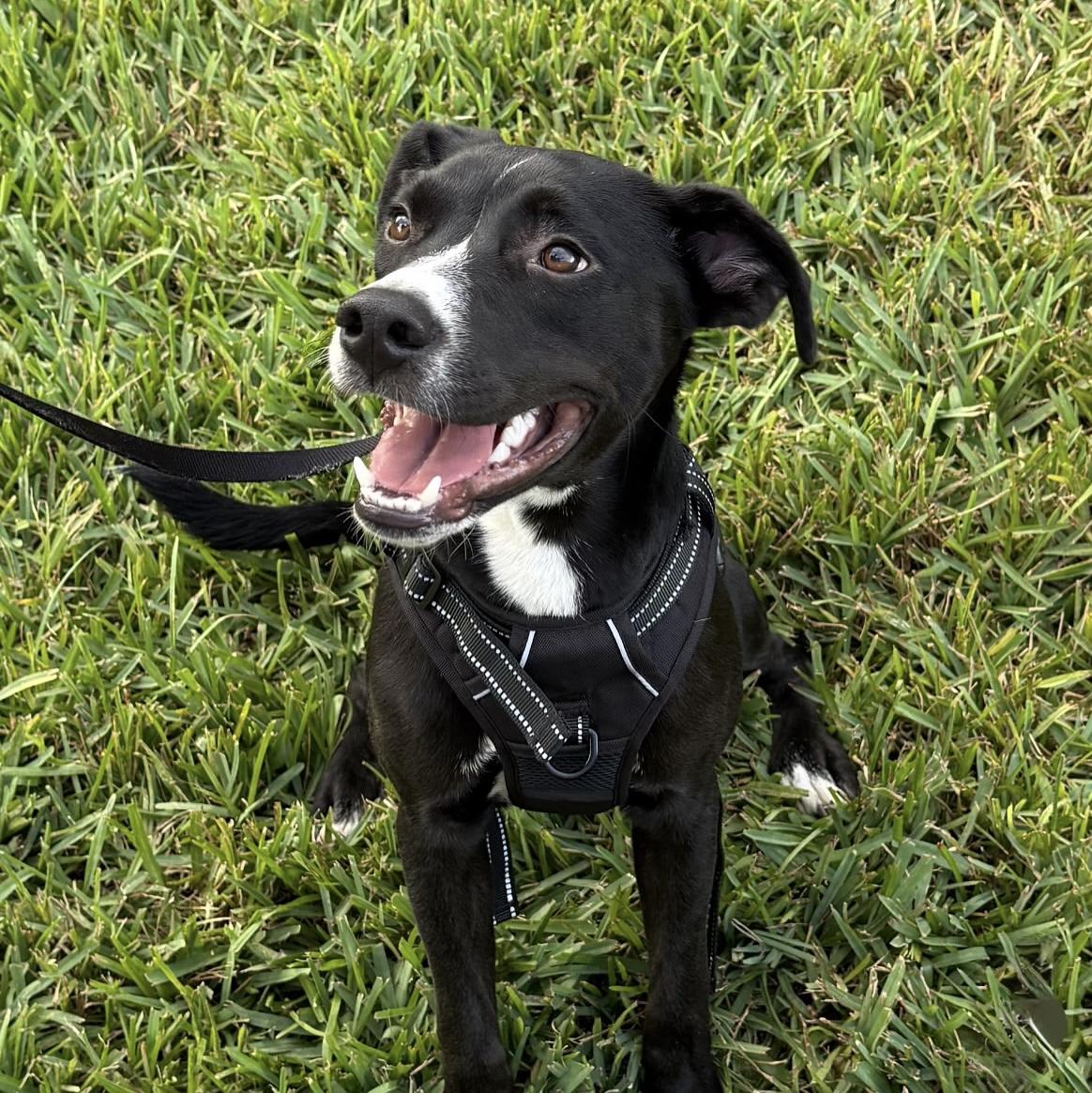 Bell, Adoptable, Puppy Female Border Collie.