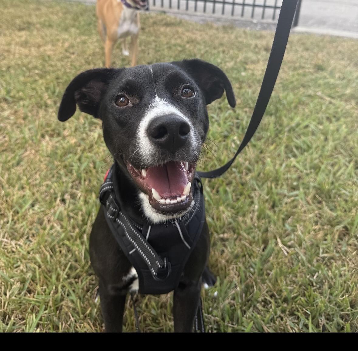 Enlarge Bell, a Adoptable mixed breed in tampa, FL image 6/6