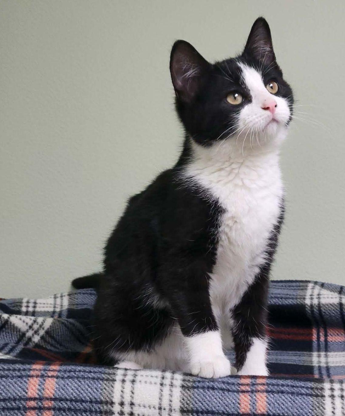 Enlarge Marlowe, a ADOPTABLE Domestic Short Hair in Portage, WI image 4/4