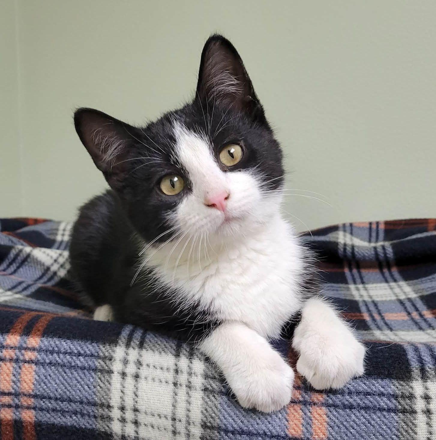 Enlarge Marlowe, a ADOPTABLE Domestic Short Hair in Portage, WI image 2/4