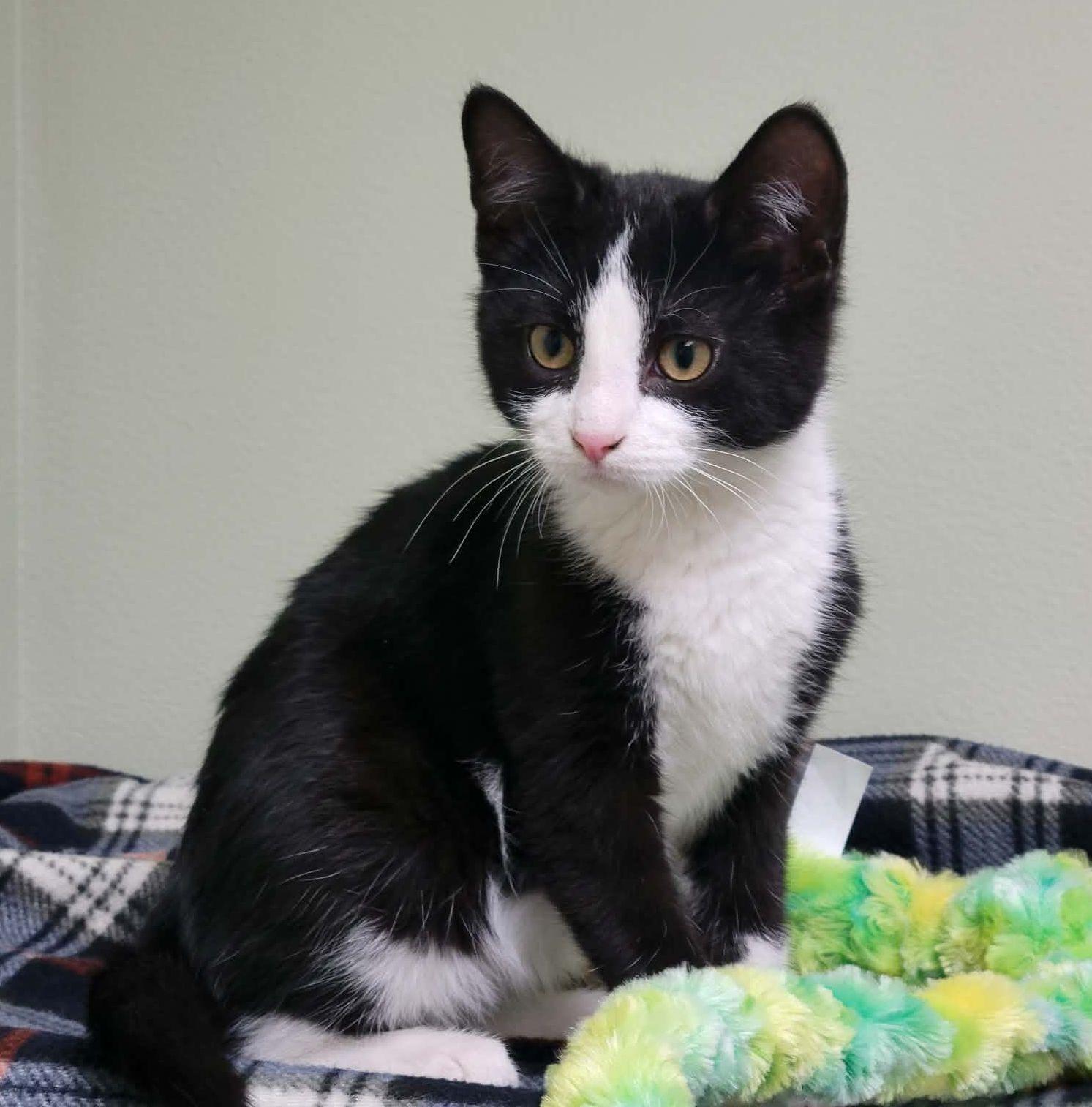 Marlowe, ADOPTABLE, Kitten Male Domestic Short Hair.