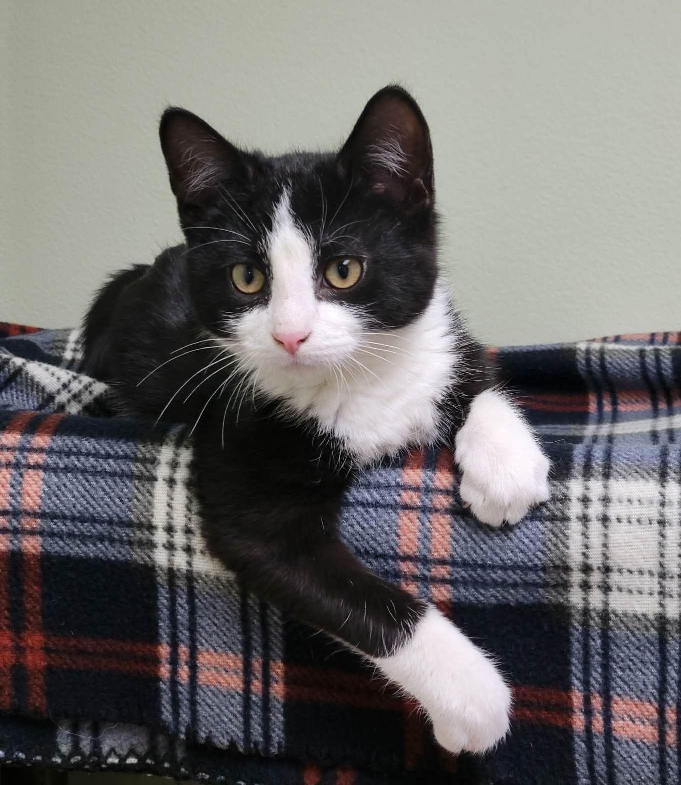 Enlarge Marlowe, a ADOPTABLE Domestic Short Hair in Portage, WI image 3/4