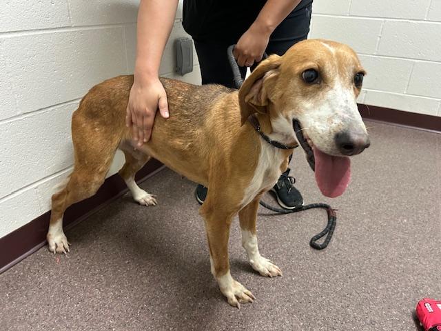 Enlarge Guest Post Laney, a Adoptable Coonhound in State College, PA image 1/5