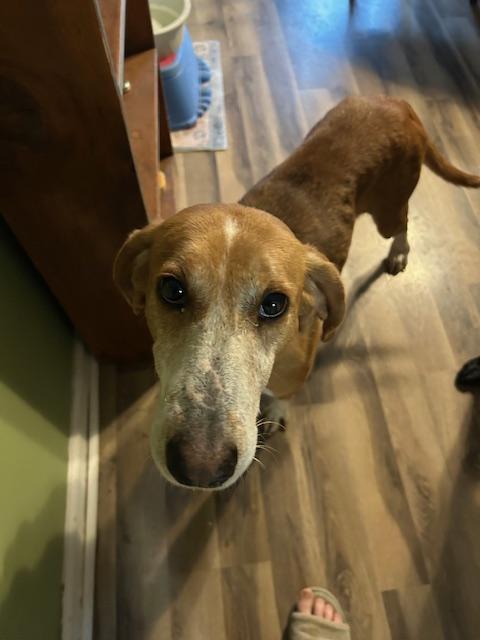 Enlarge Guest Post Laney, a Adoptable Coonhound in State College, PA image 2/5