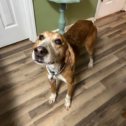 Enlarge Guest Post Laney, a Adoptable Coonhound in State College, PA image 3/5
