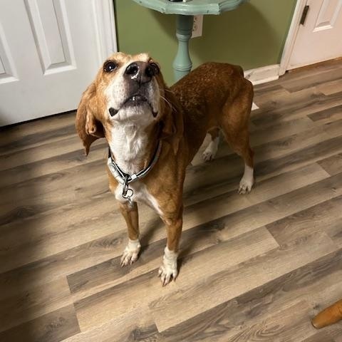 Enlarge Guest Post Laney, a Adoptable Coonhound in State College, PA image 4/5