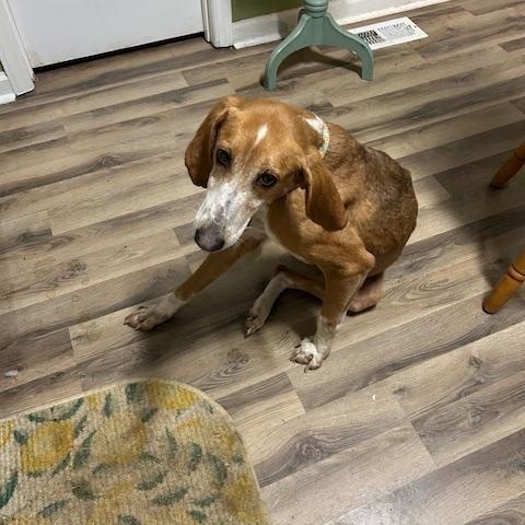 Enlarge Guest Post Laney, a Adoptable Coonhound in State College, PA image 5/5