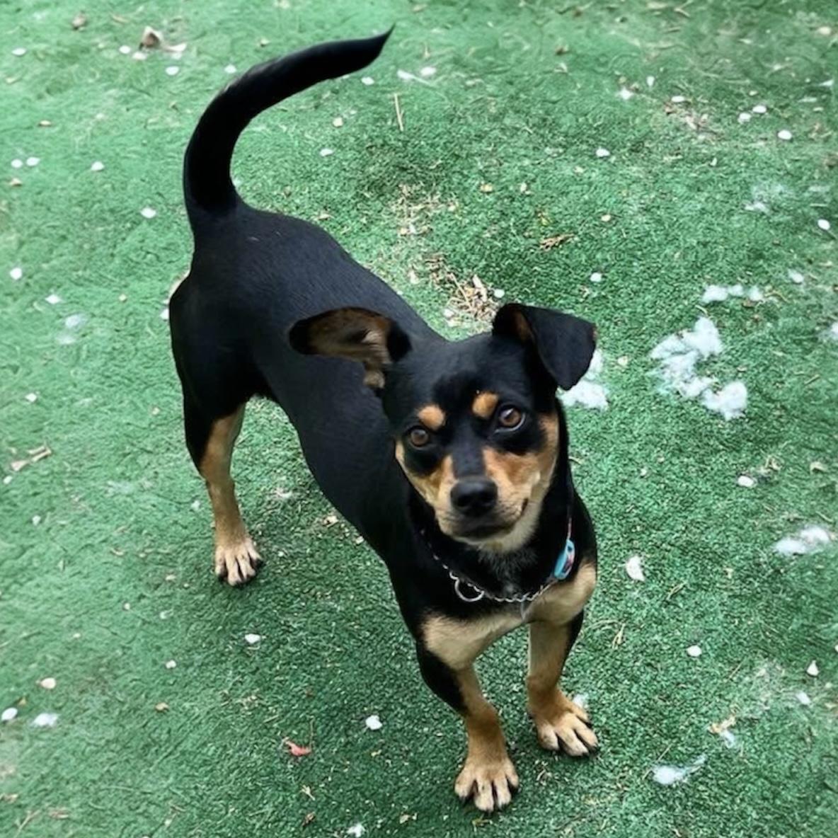 Enlarge Gia, an adopted mixed breed in Pittstown, NJ image 5/6