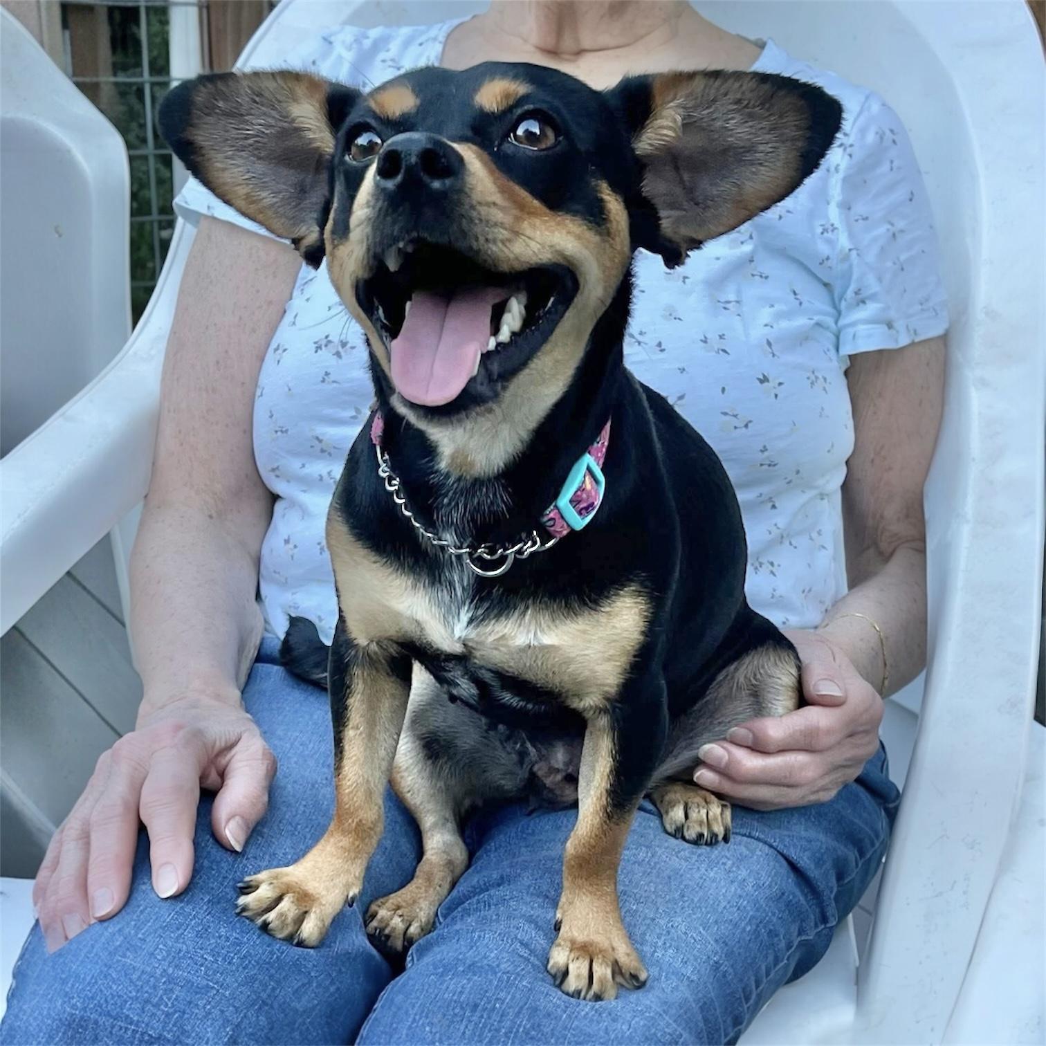 Enlarge Gia, an adopted mixed breed in Pittstown, NJ image 1/6