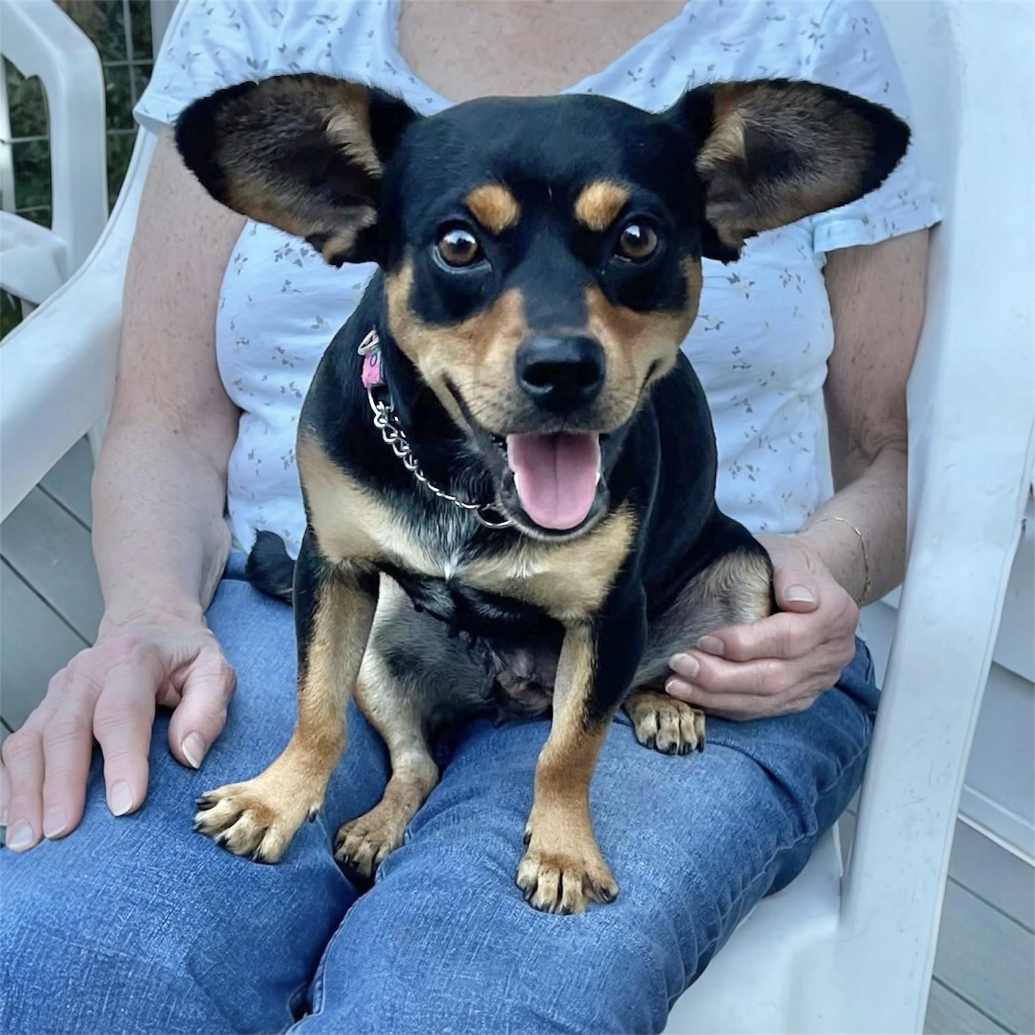 Enlarge Gia, an adopted mixed breed in Pittstown, NJ image 4/6