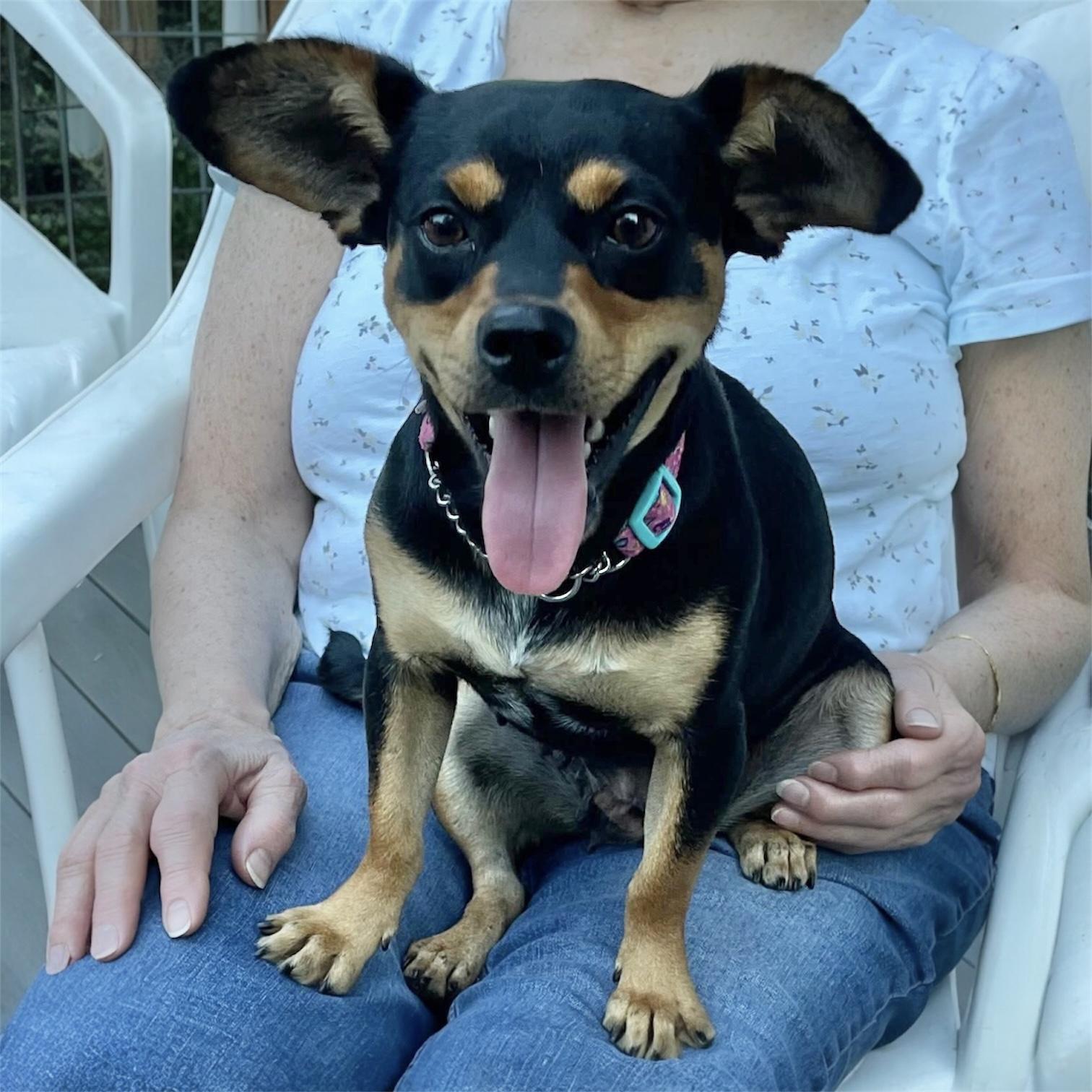 Enlarge Gia, an adopted mixed breed in Pittstown, NJ image 6/6