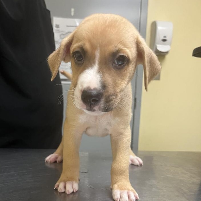 Enlarge Peter, a Adoptable mixed breed in Myrtle Beach, SC image 1/1