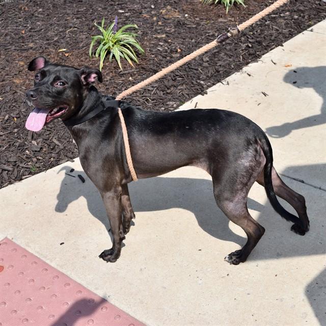 Enlarge LILO, a Adoptable mixed breed in St. Louis, MO image 1/1