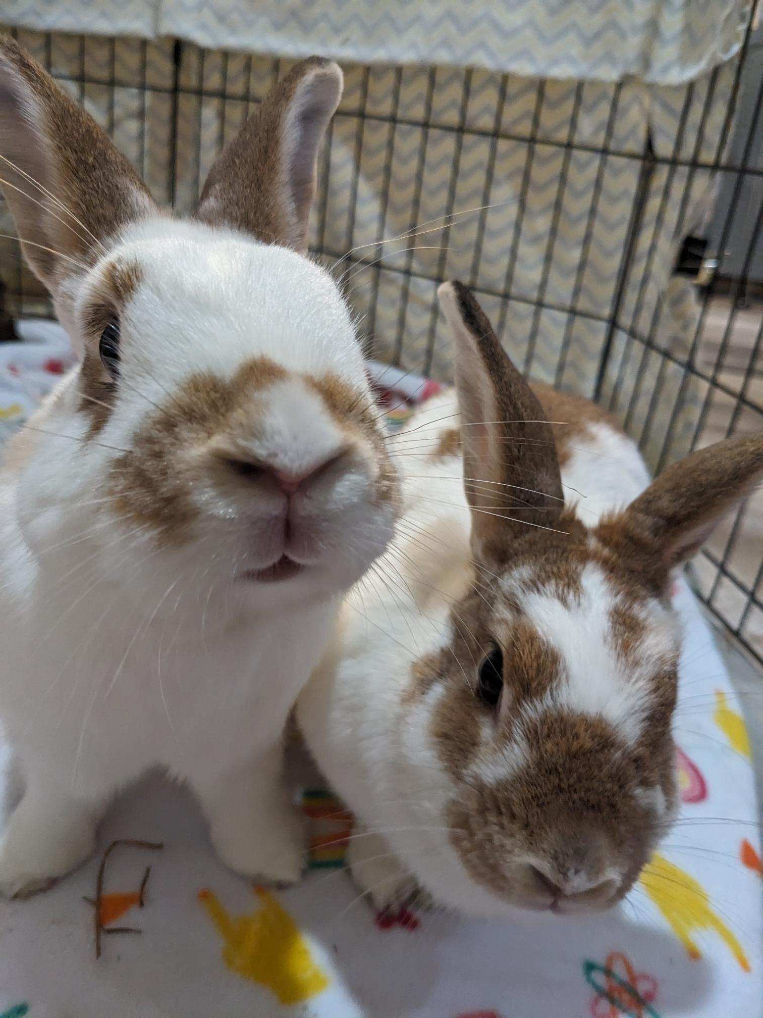 Enlarge Ivy (bonded to Bean), a Adoptable mixed breed in Columbia, MD image 7/8