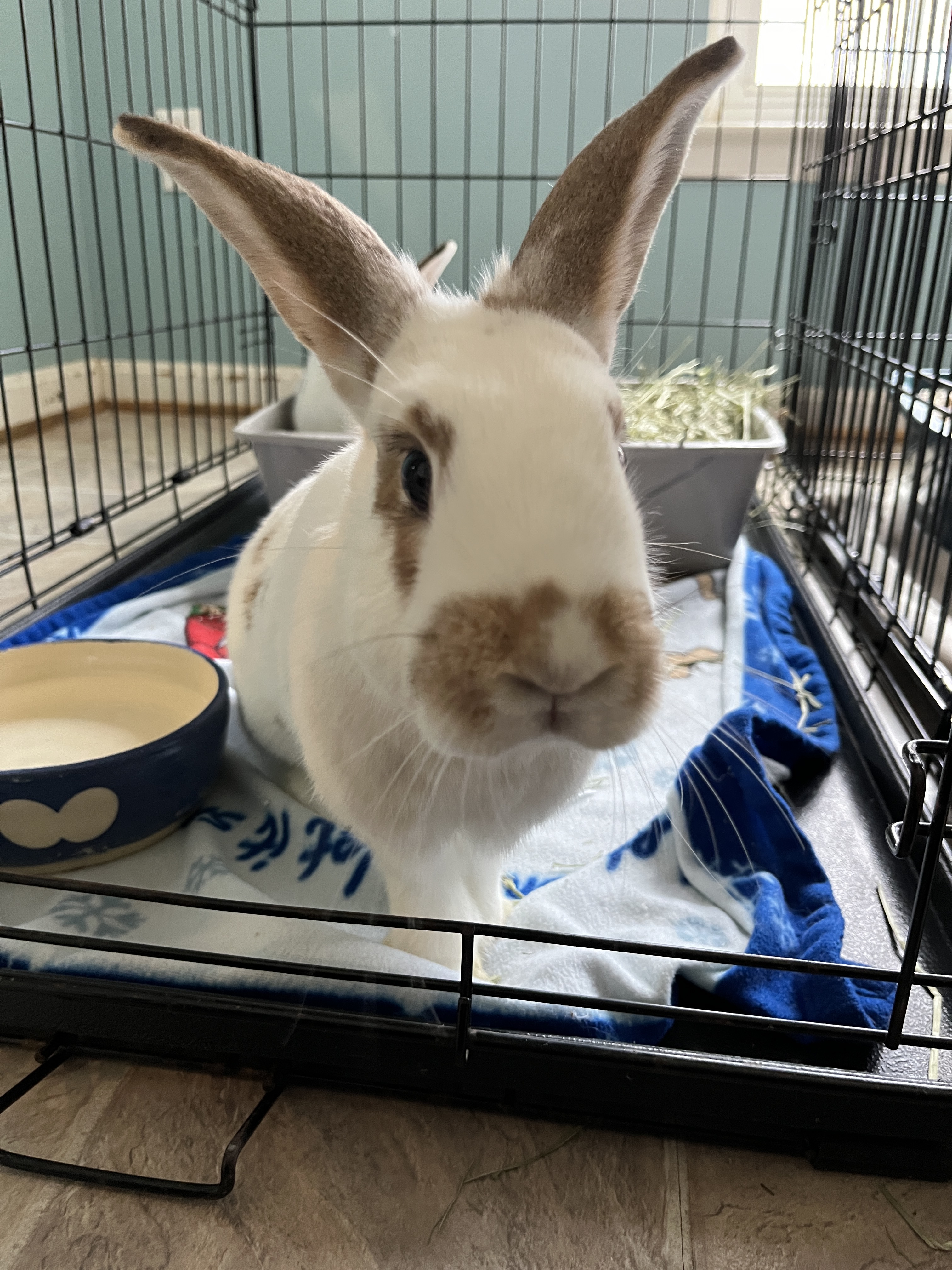 Ivy (bonded to Bean), a Adoptable mixed breed in Columbia, MD image 3/8