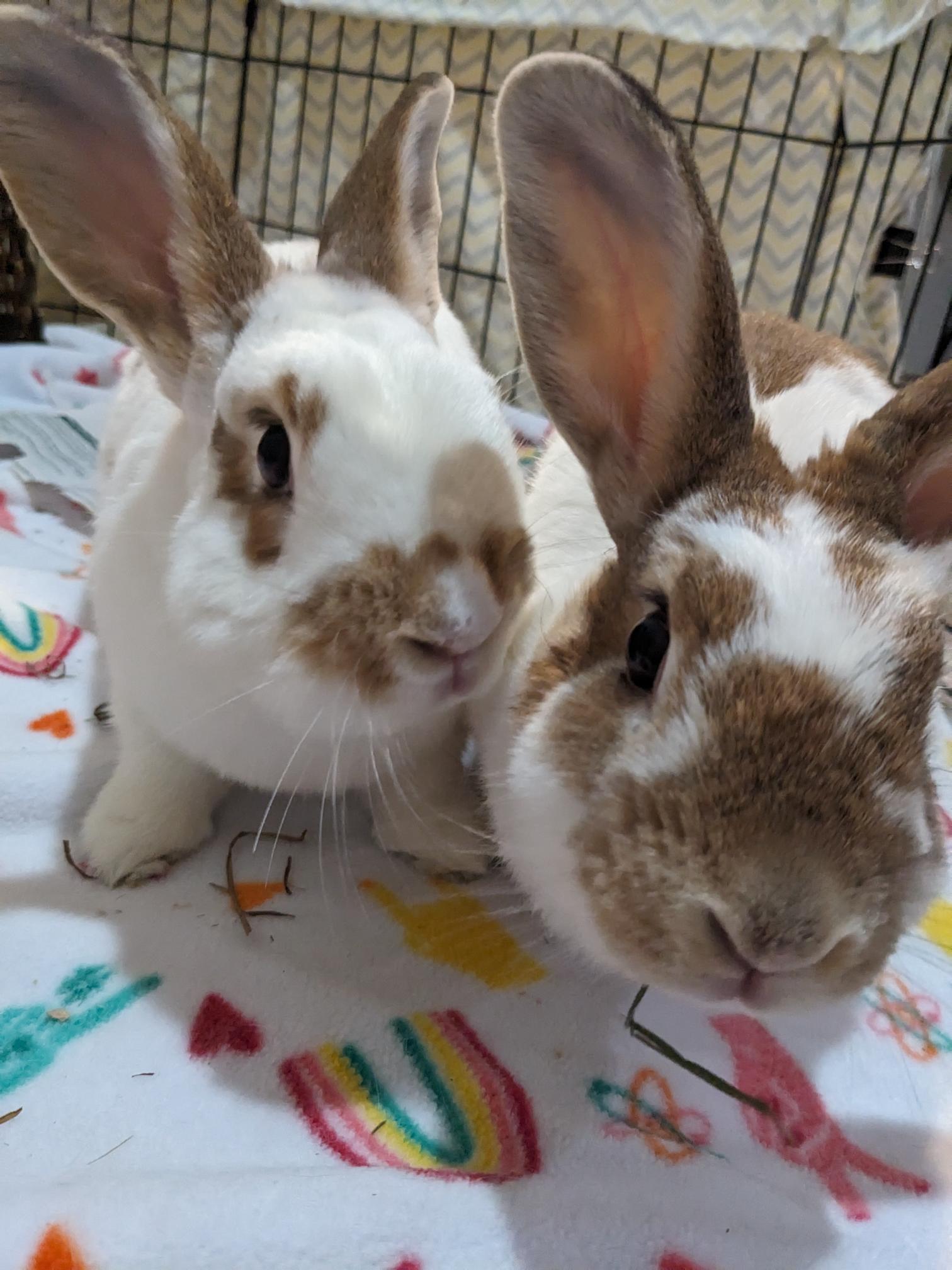 Ivy (bonded to Bean), a Adoptable mixed breed in Columbia, MD image 5/8