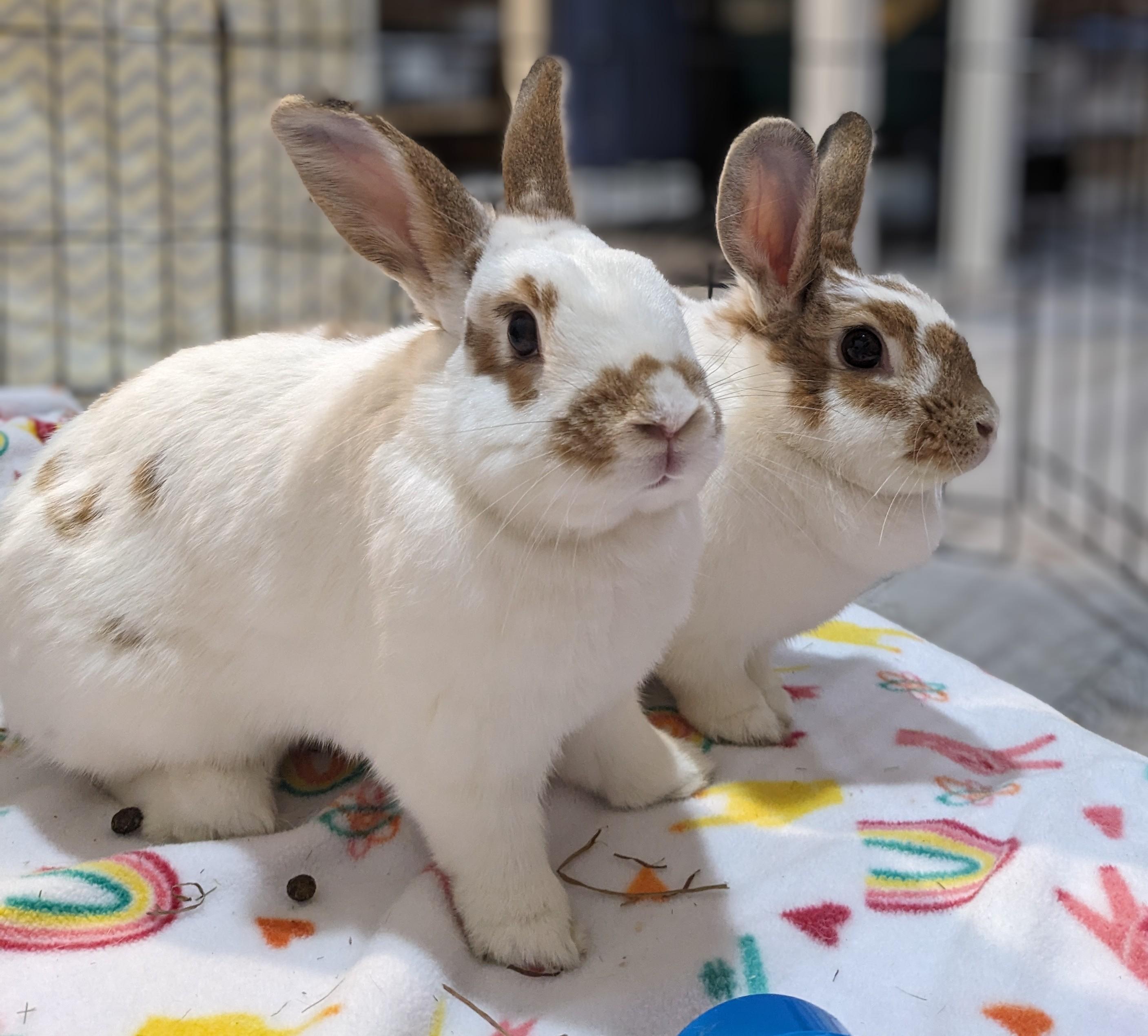 Ivy (bonded to Bean), a Adoptable mixed breed in Columbia, MD image 6/8