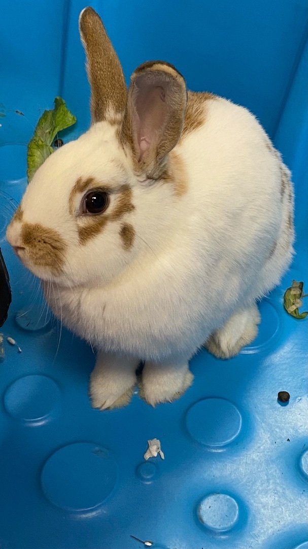 Enlarge Ivy (bonded to Bean), a Adoptable mixed breed in Columbia, MD image 8/8