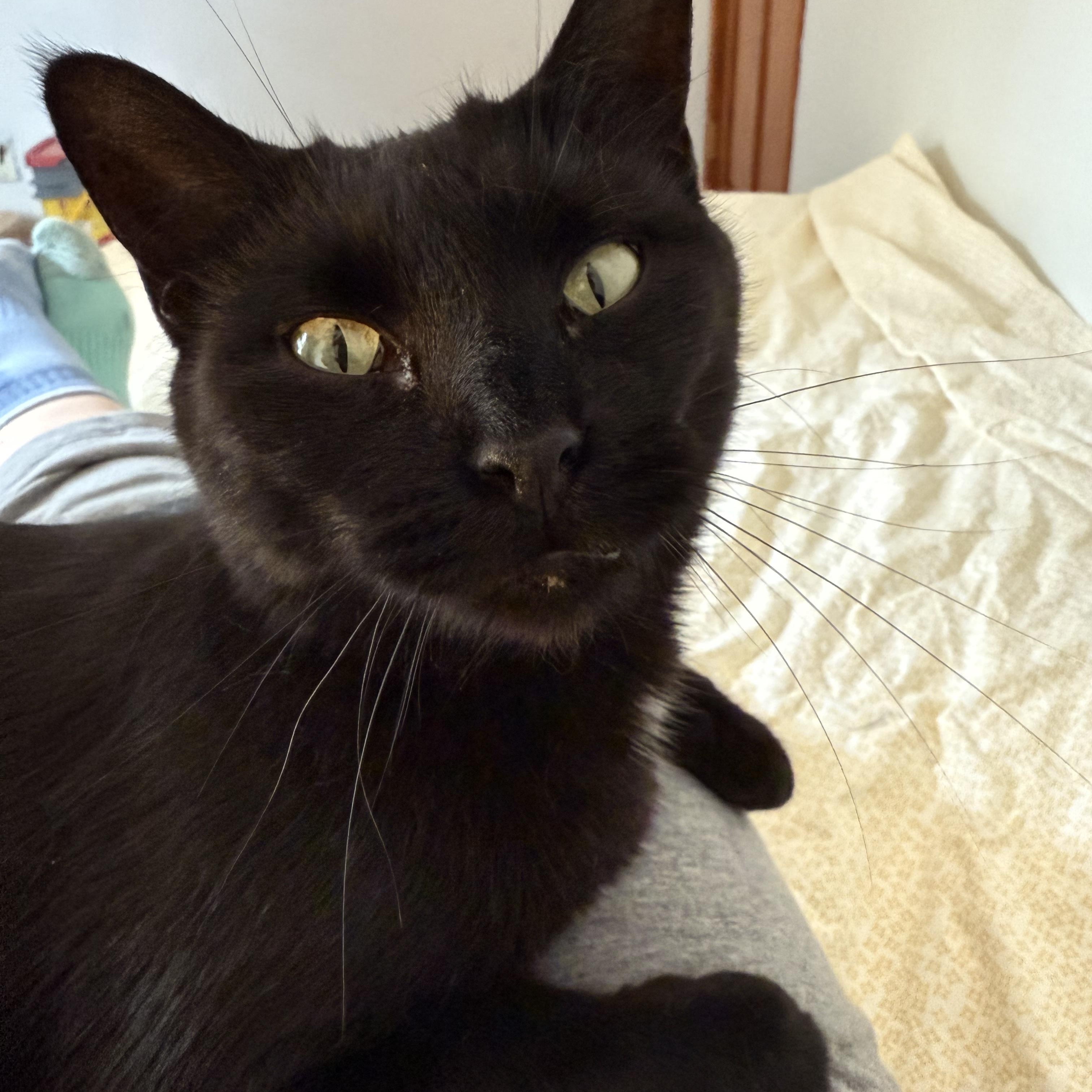 Enlarge Sabrina (FeLV+), a Adoptable Domestic Short Hair in Sun Prairie , WI image 1/5