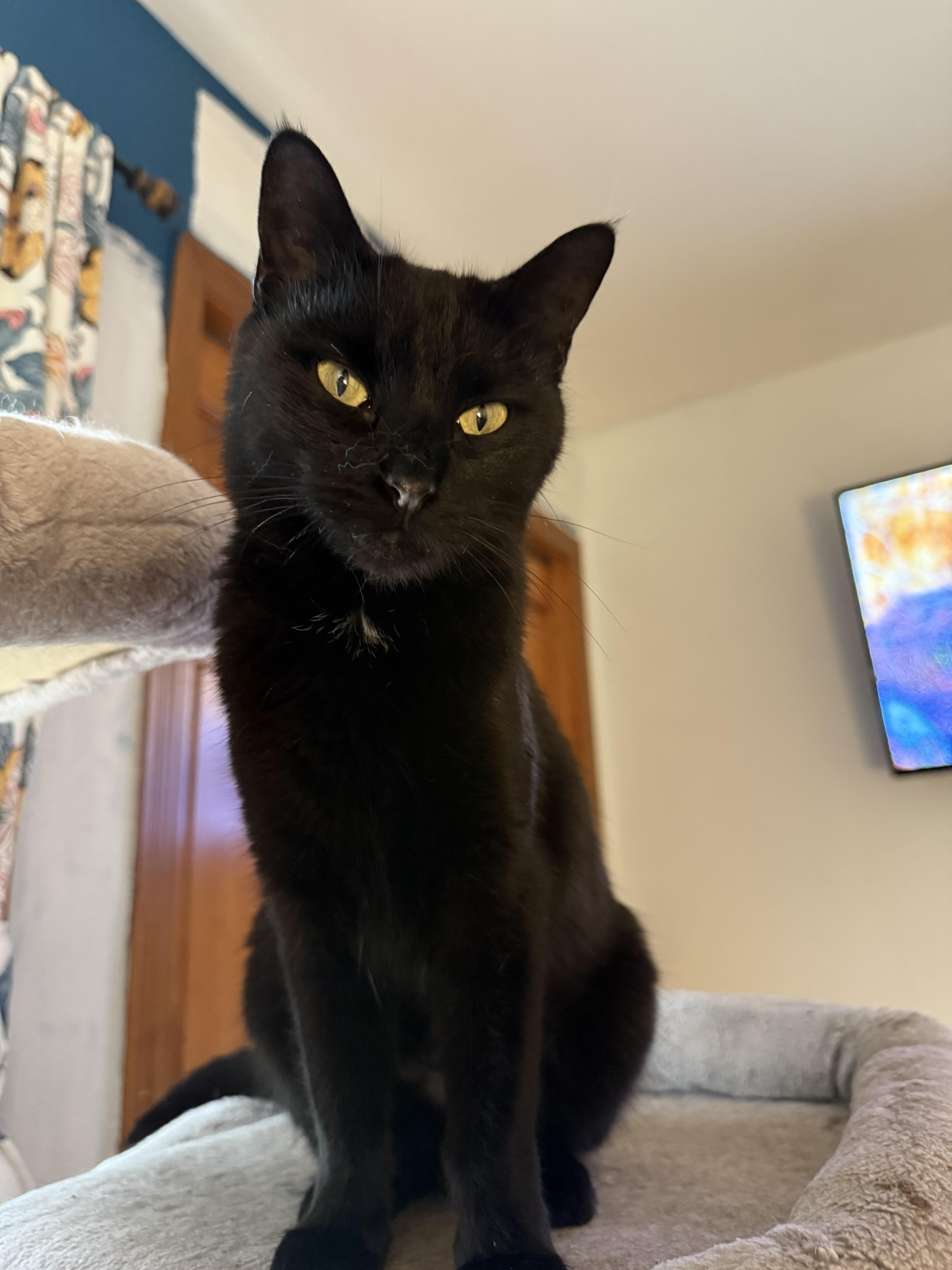 Enlarge Sabrina (FeLV+), a Adoptable Domestic Short Hair in Sun Prairie , WI image 2/5