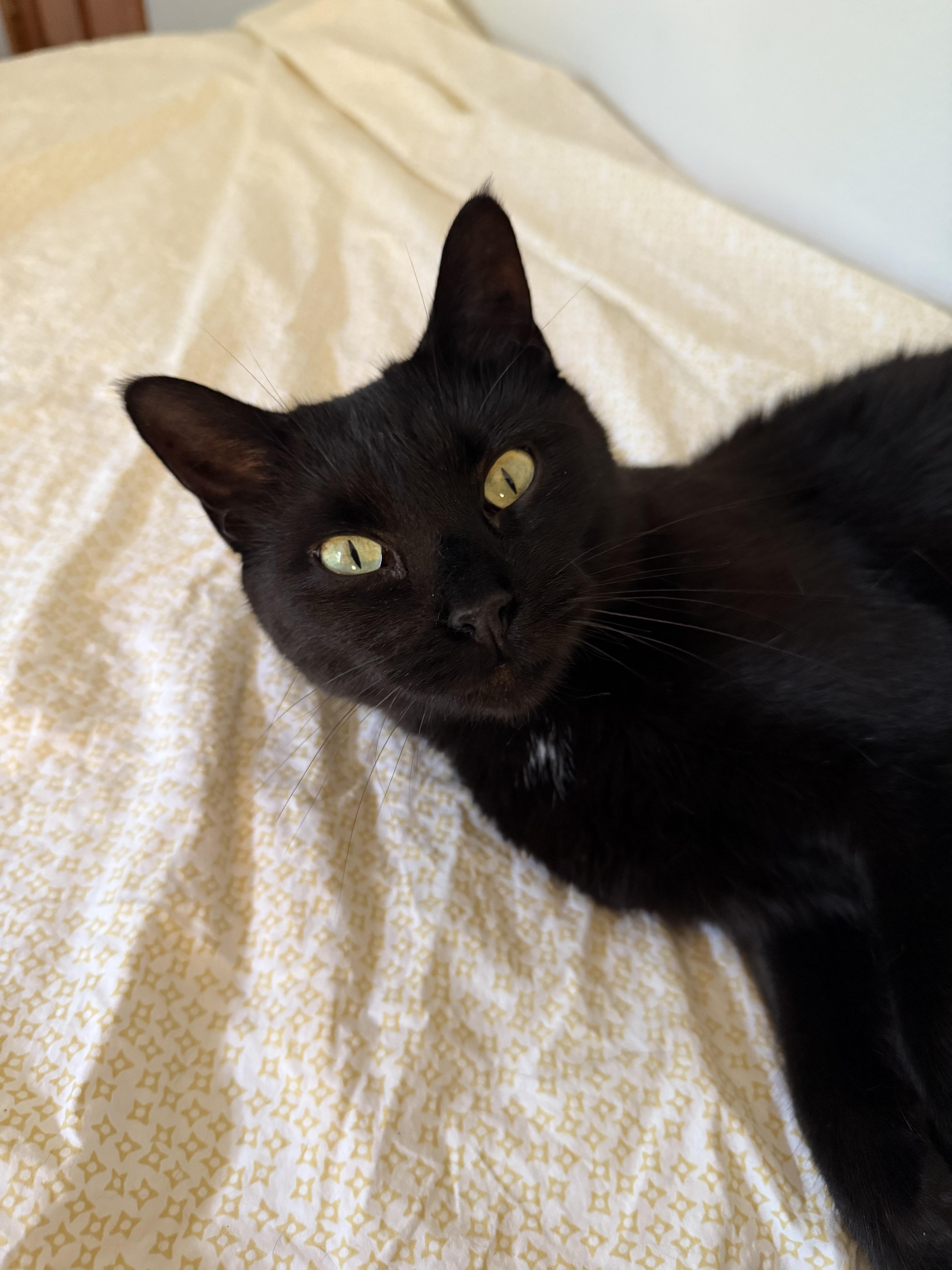 Enlarge Sabrina (FeLV+), a Adoptable Domestic Short Hair in Sun Prairie , WI image 3/5
