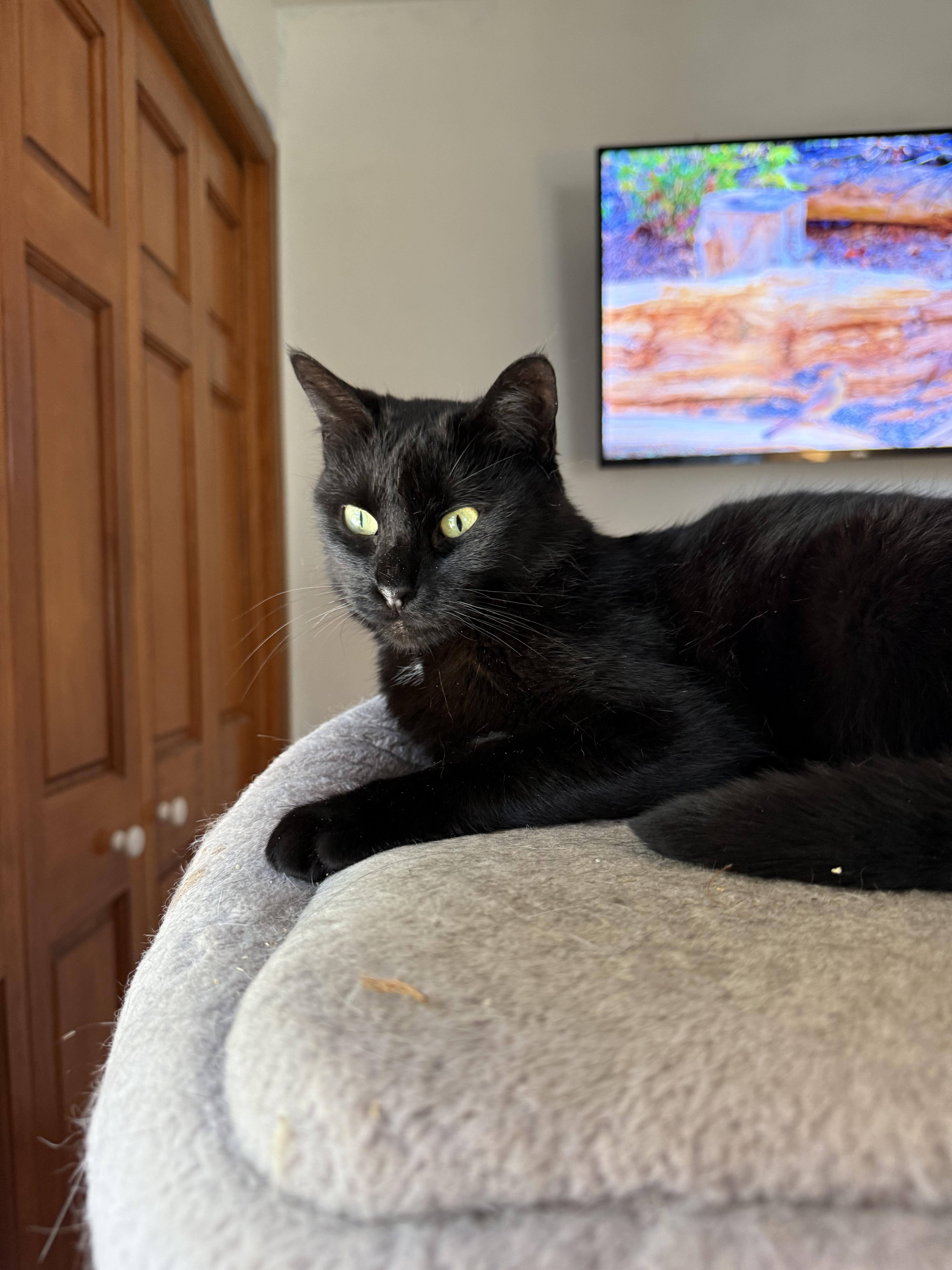 Enlarge Sabrina (FeLV+), a Adoptable Domestic Short Hair in Sun Prairie , WI image 4/5