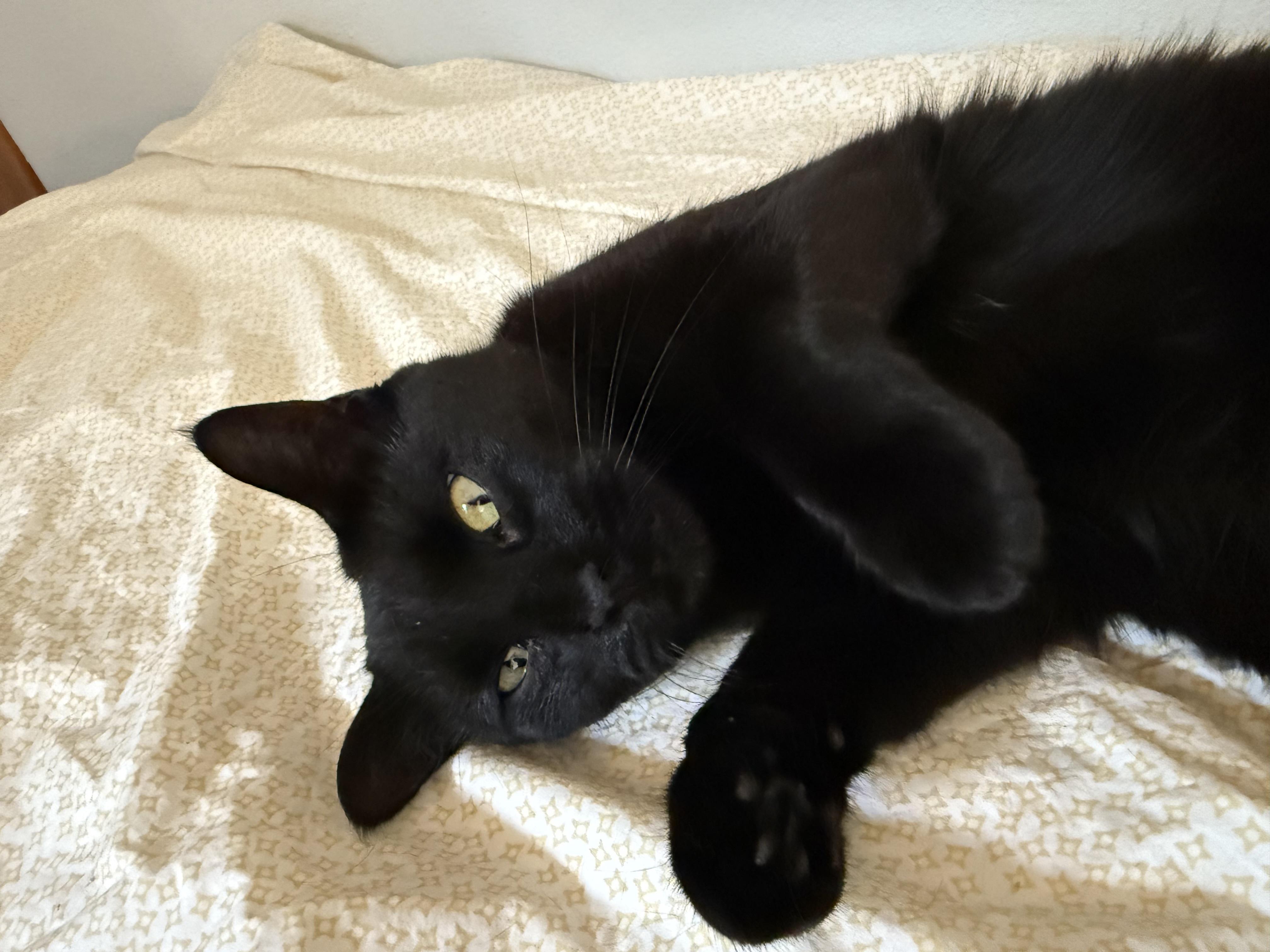 Sabrina (FeLV+), Adoptable, Adult Female Domestic Short Hair.