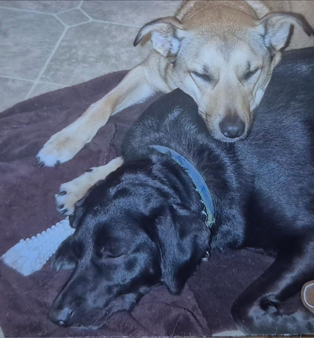 Scout & Lilly, Adult Male unknown