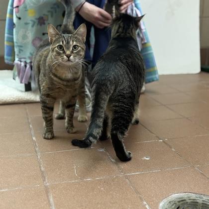 Evie — thumbnail 2