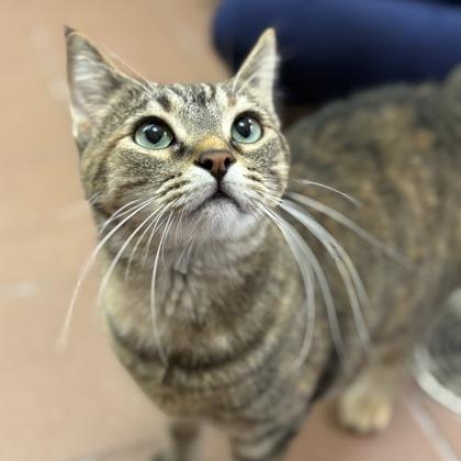Enlarge Evie, a Adoptable mixed breed in Madison, WI image 3/3