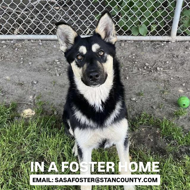Enlarge BRITTA, a Adoptable German Shepherd Dog in Modesto, CA image 1/1