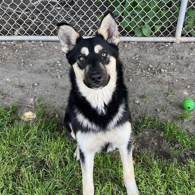 BRITTA, Adoptable, Young Female German Shepherd Dog.