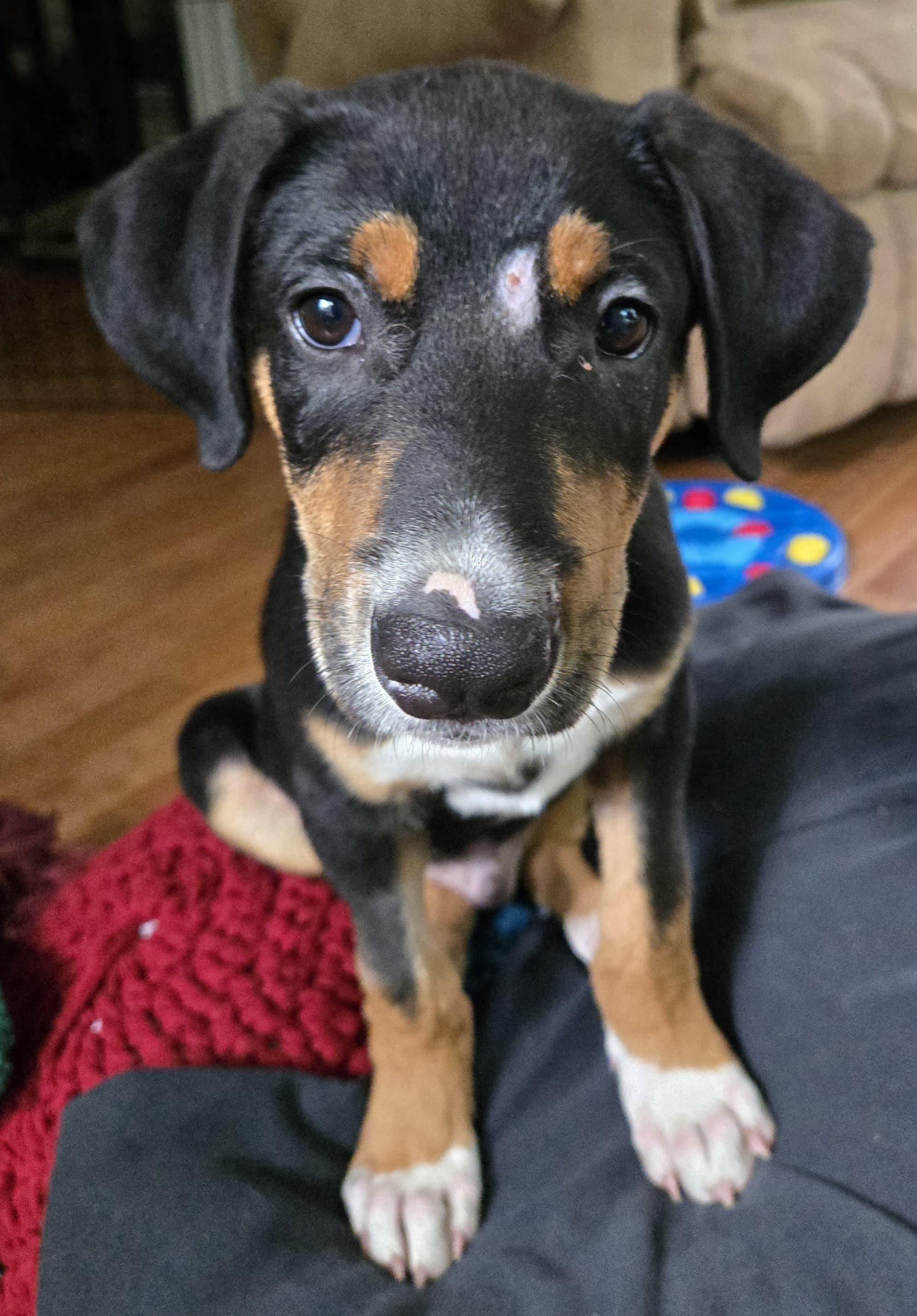 Jeffery, Adopted, Puppy Male Labrador Retriever.