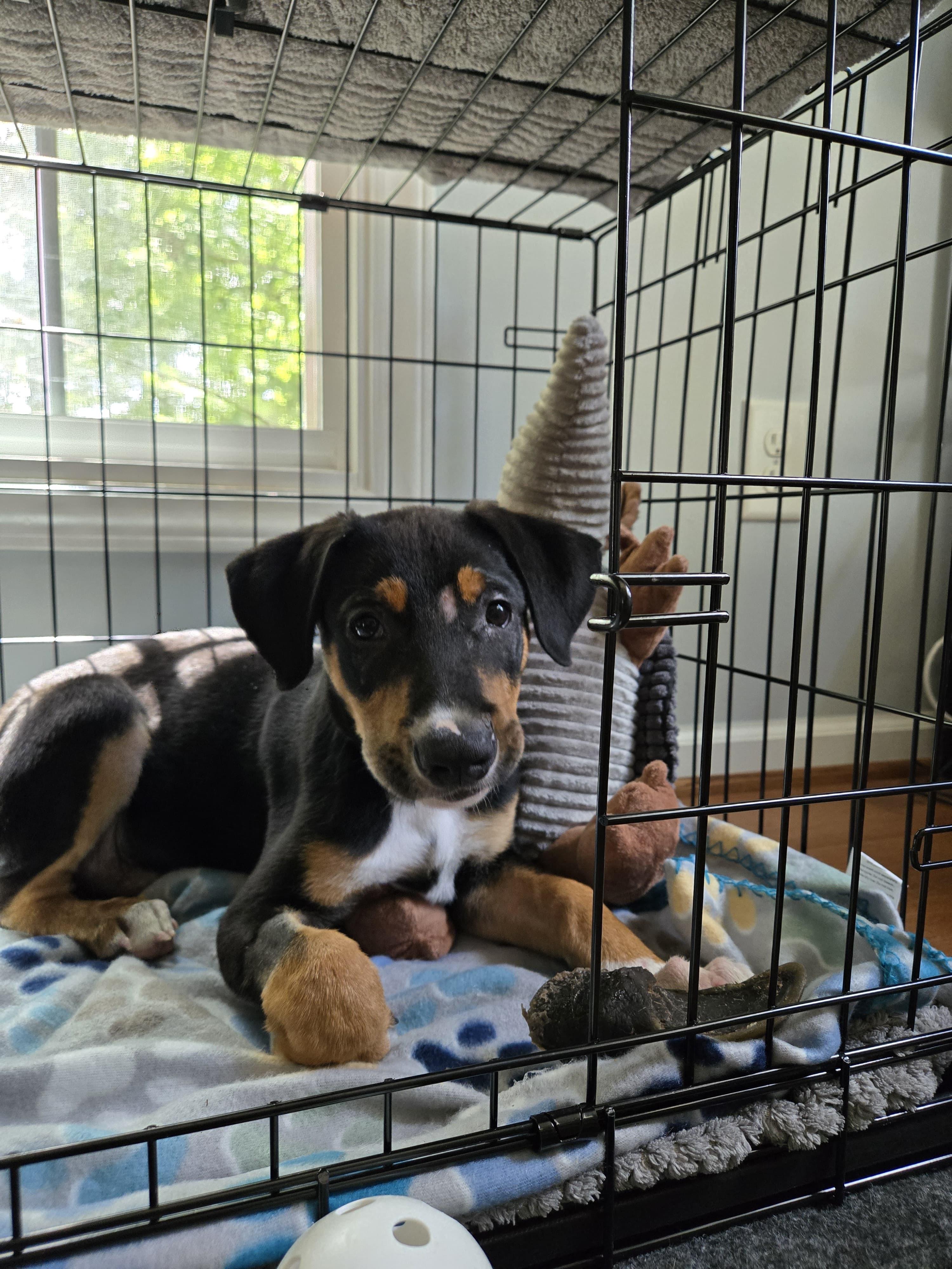 Enlarge Jeffery, a Adopted mixed breed in Sanford, NC image 2/6