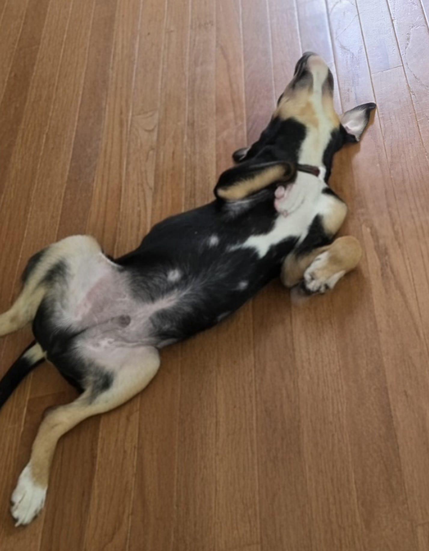 Enlarge Jeffery, a Adopted mixed breed in Sanford, NC image 3/6