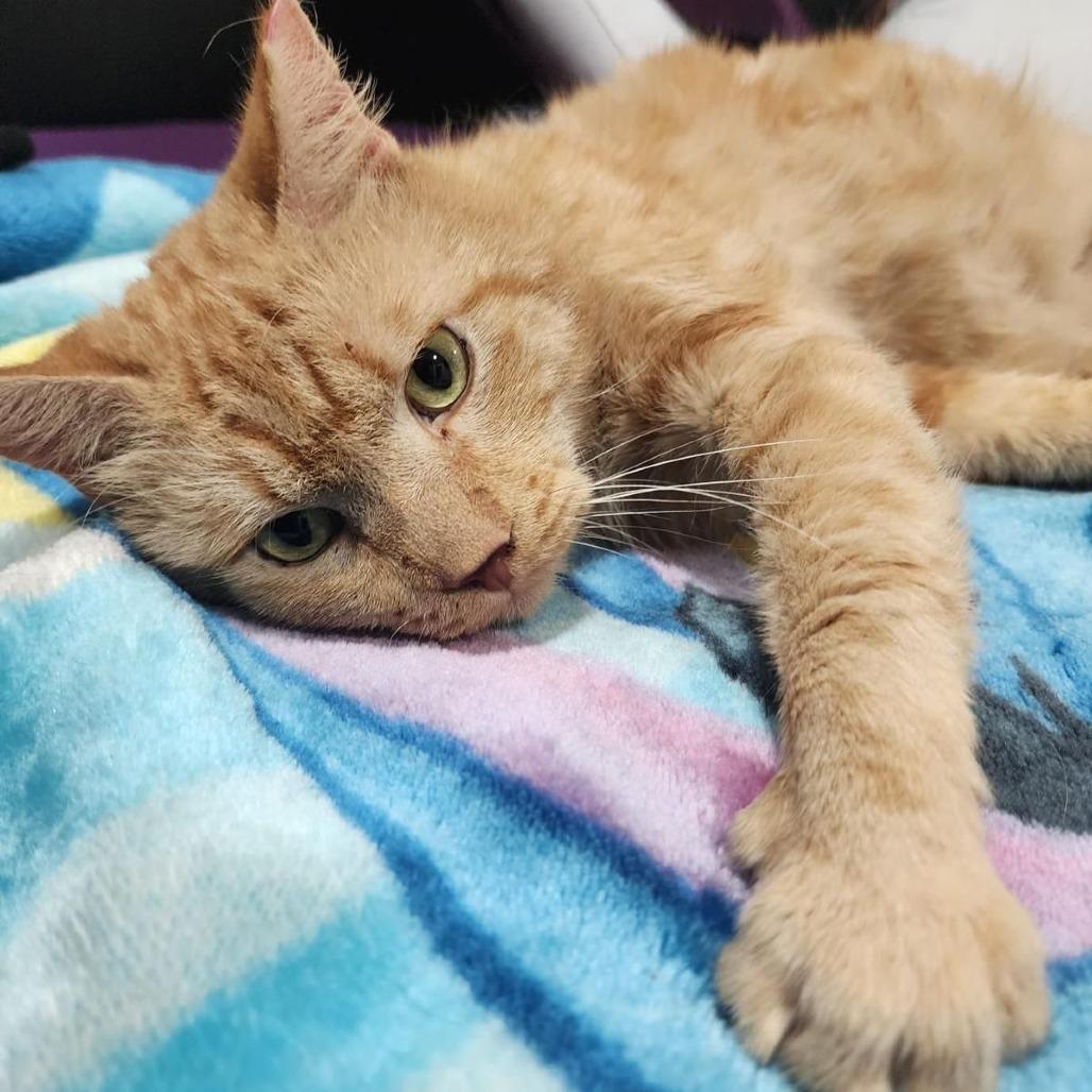 Sunny, Adoptable, Adult Male Domestic Short Hair.