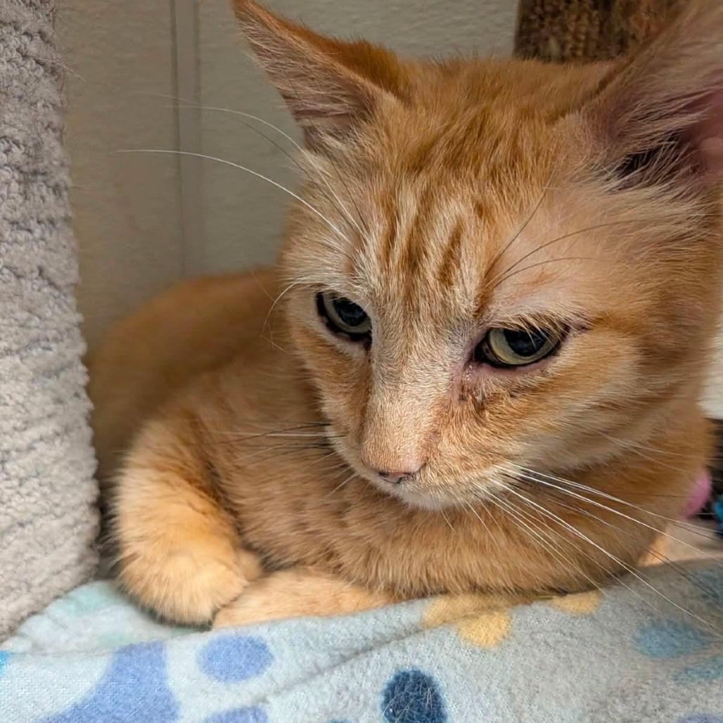 Enlarge Sunny, a Adoptable Domestic Short Hair in Hamburg, NY image 2/4