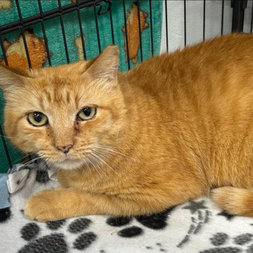 Enlarge Sunny, a Adoptable Domestic Short Hair in Hamburg, NY image 3/4