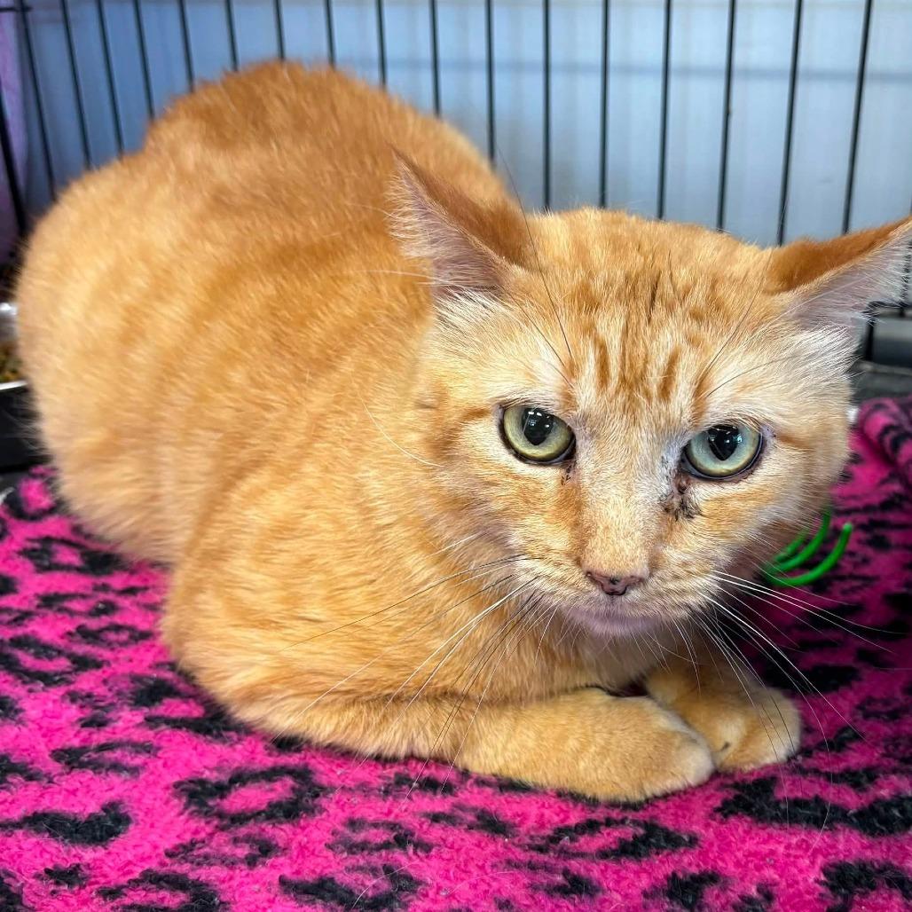 Enlarge Sunny, a Adoptable Domestic Short Hair in Hamburg, NY image 4/4