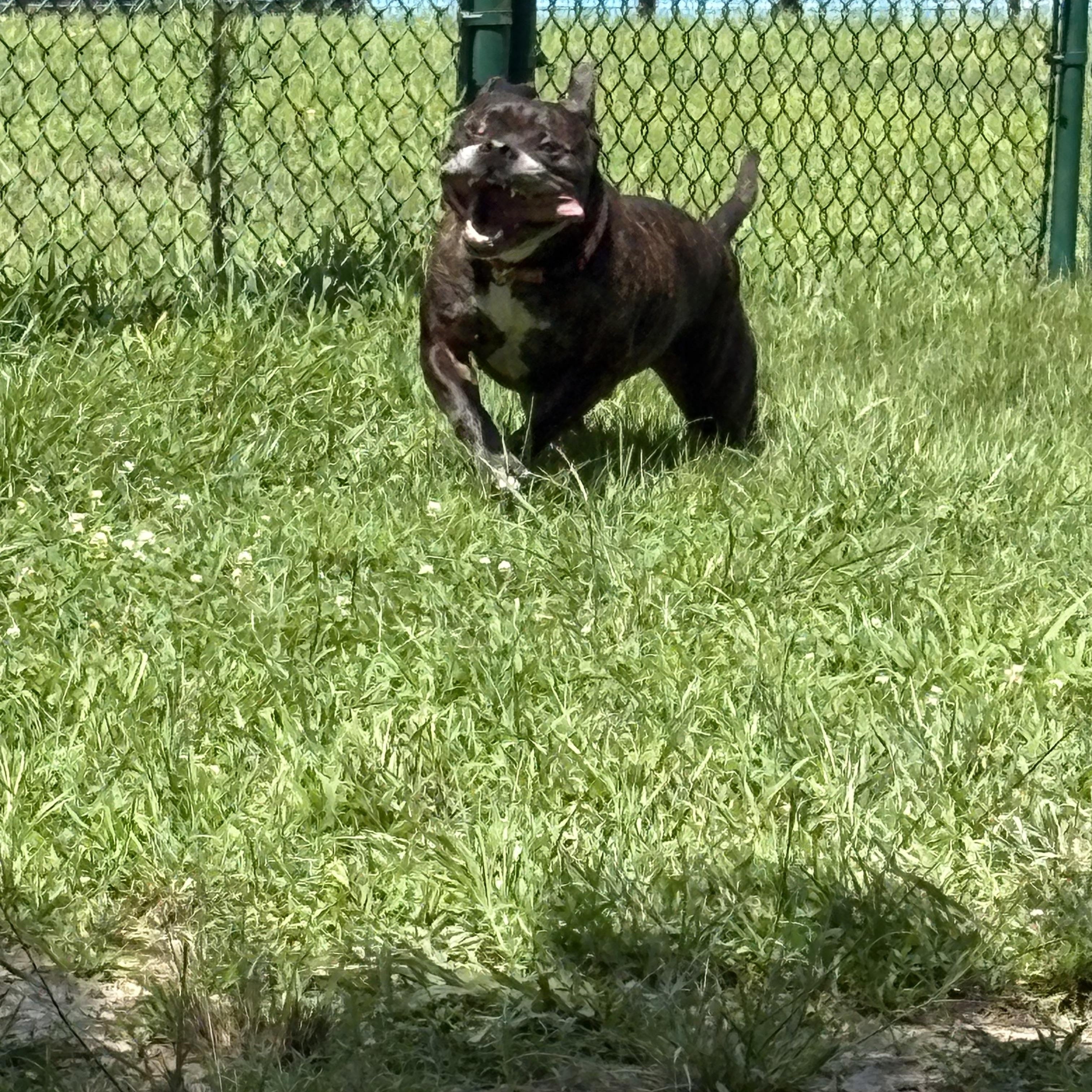 Ivan, Adoptable, Senior Male American Staffordshire Terrier.