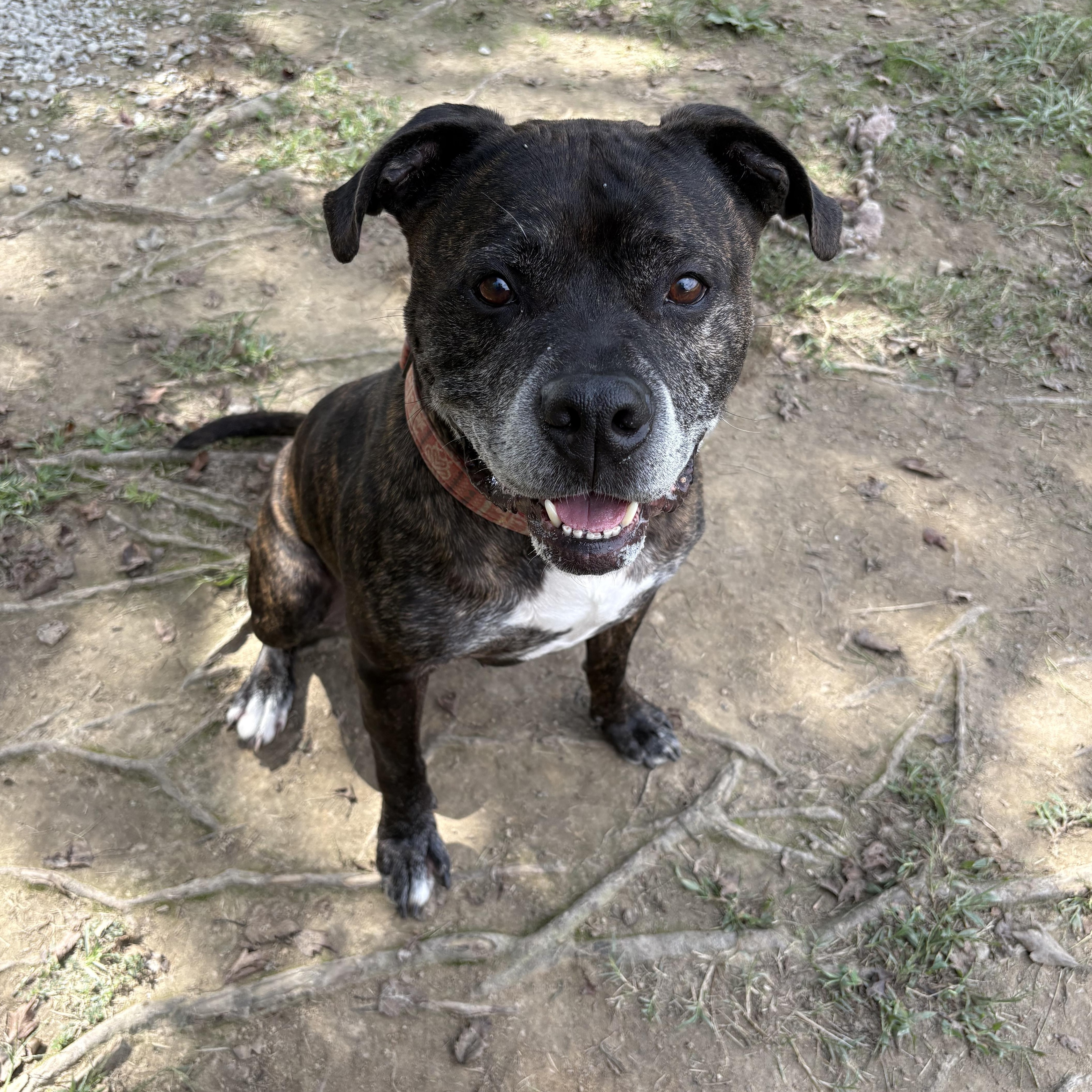 Ivan, Adoptable, Senior Male American Staffordshire Terrier.