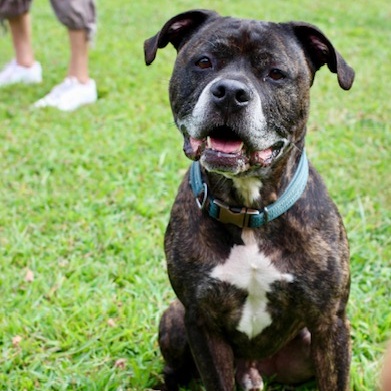 Ivan, Senior Male American Staffordshire Terrier