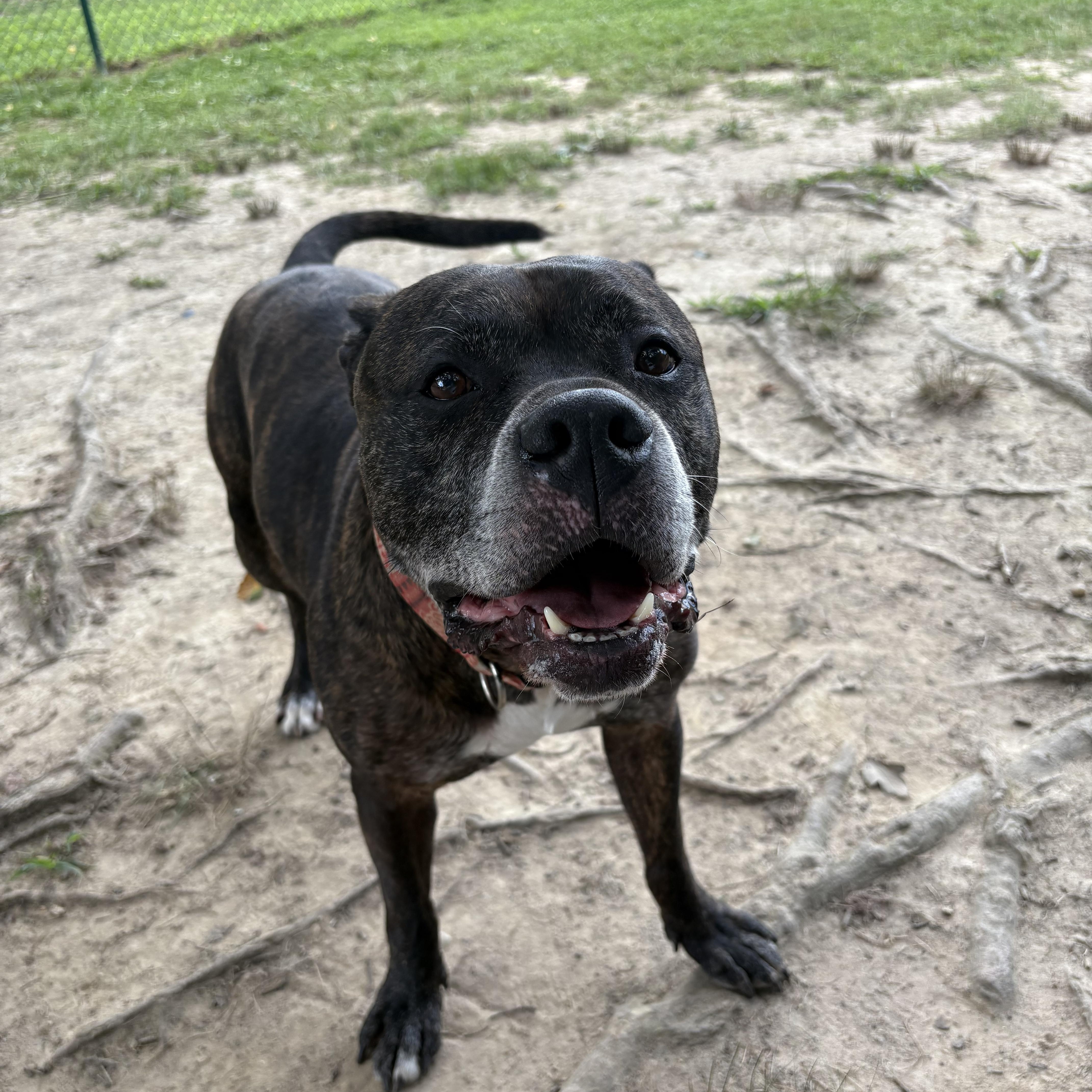 Ivan, a Adoptable American Staffordshire Terrier in Saluda, VA image 3/6