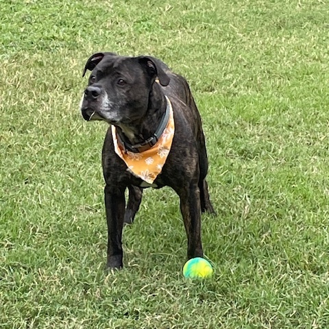 Ivan, a Adoptable American Staffordshire Terrier in Saluda, VA image 6/6