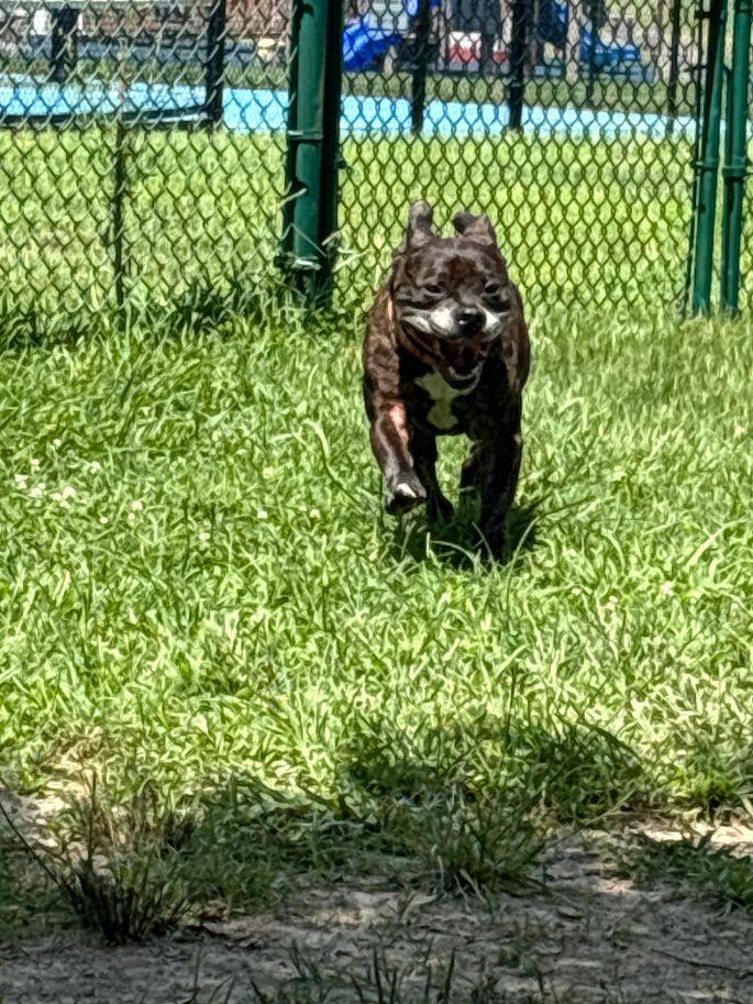 Ivan, a Adoptable American Staffordshire Terrier in Saluda, VA image 4/6