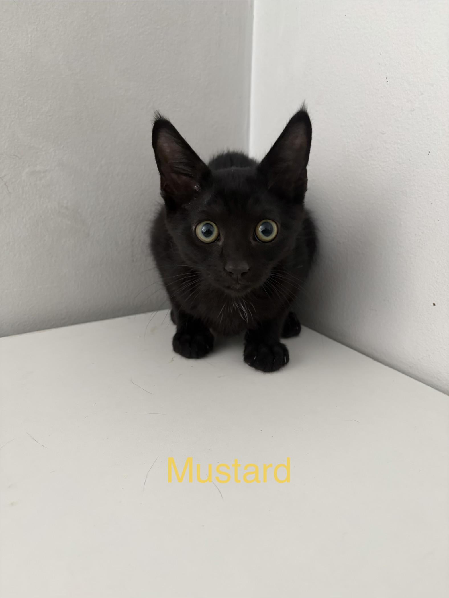 Enlarge Mustard, a Adoptable Domestic Short Hair in Roanoke, VA image 3/4