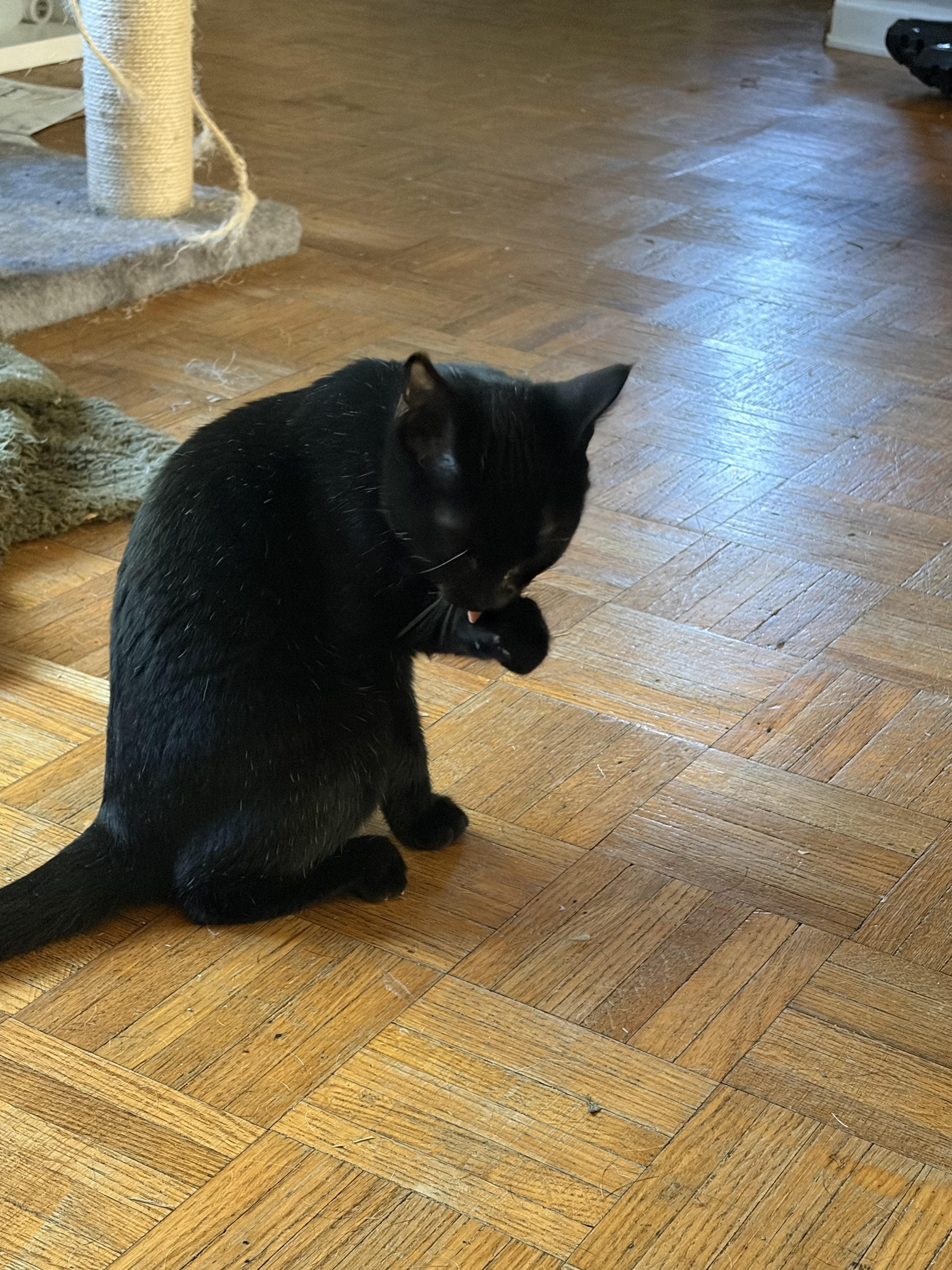 Enlarge Mustard, a Adoptable Domestic Short Hair in Roanoke, VA image 4/4