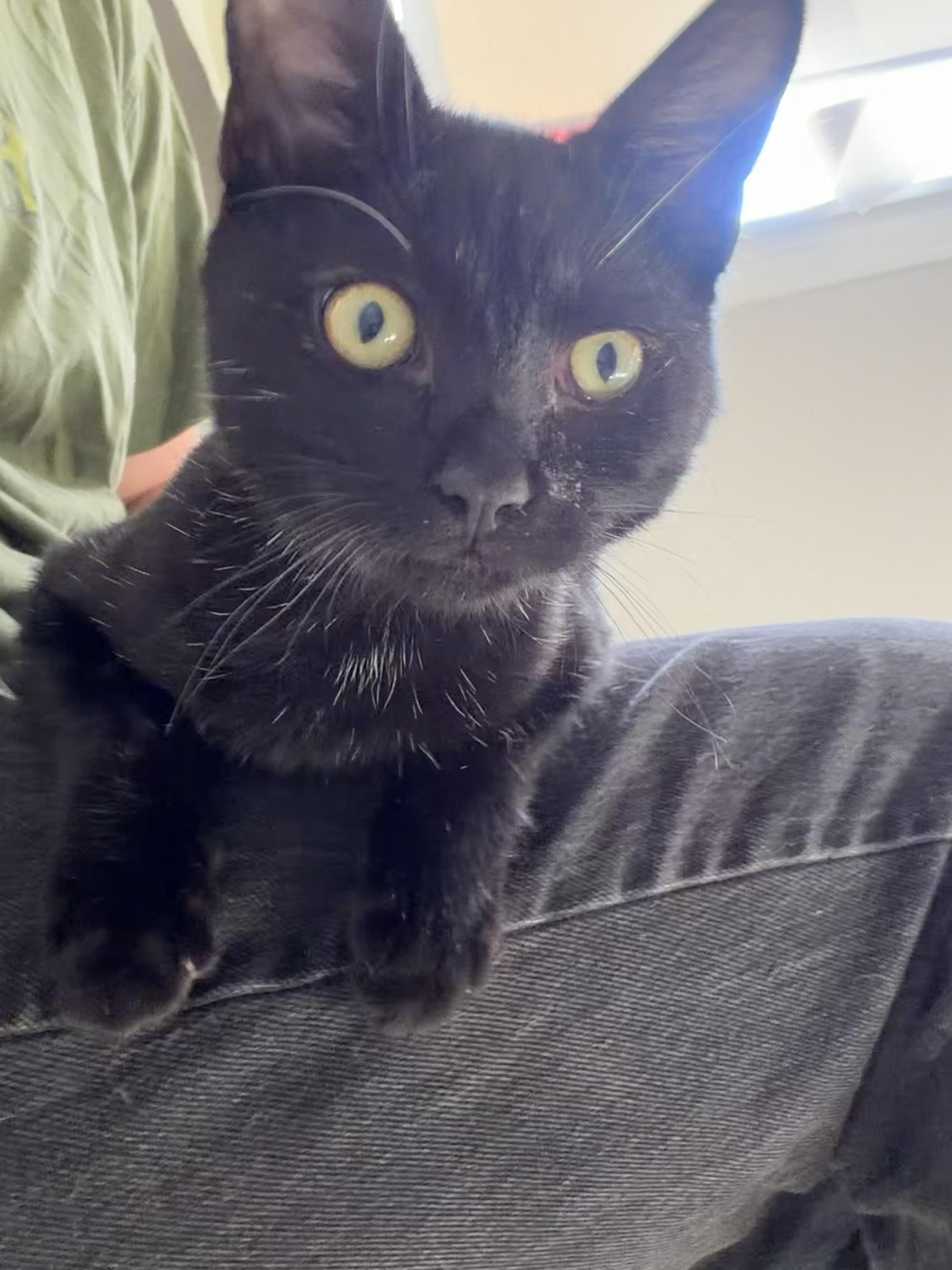 Enlarge Mustard, a Adoptable Domestic Short Hair in Roanoke, VA image 1/4