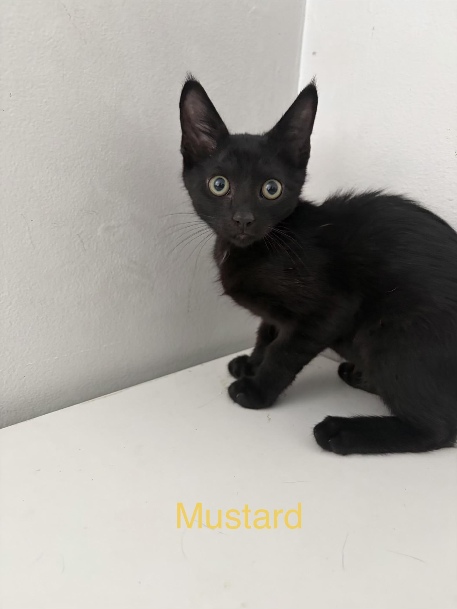 Enlarge Mustard, a Adoptable Domestic Short Hair in Roanoke, VA image 2/4